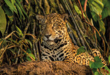 40 for 40 in partnership with World Land Trust big-cat