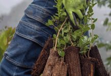 The Solid Wood Flooring Company: Our green sustainability strategy